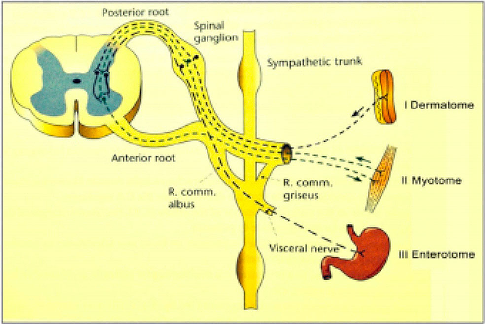 reflex relations